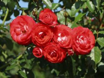 Beetrose 'Planten un Blomen', Rosa 'Planten un Blomen' ADR-Rose, Containerware von Rosa 'Planten un Blomen' ADR-Rose