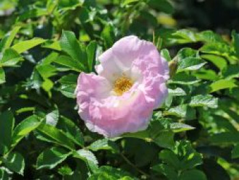 Strauchrose 'Polareis', Rosa 'Polareis', Containerware von Rosa 'Polareis'