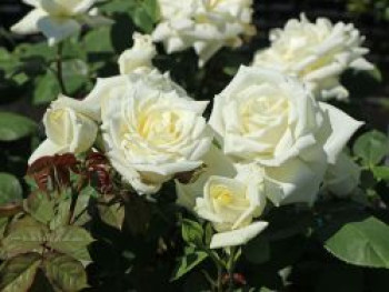 Edelrose 'Polarstern' ®, Rosa 'Polarstern' ®, Wurzelware von Rosa 'Polarstern' ®