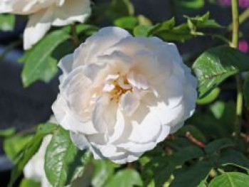 Beetrose 'Princess of Wales', Rosa 'Princess of Wales', Containerware von Rosa 'Princess of Wales'