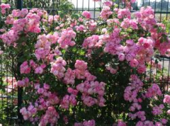 Ramblerrose 'Raubritter', Rosa 'Raubritter', Wurzelware von Rosa 'Raubritter'
