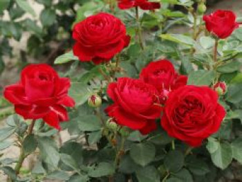 Beetrose 'Red Flower Circus' ®, Rosa 'Red Flower Circus' ®, Containerware von Rosa 'Red Flower Circus' ®