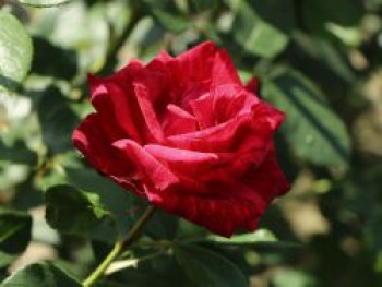 Edelrose 'Red Intuition' ®, Rosa 'Red Intuition' ®, Containerware von Rosa 'Red Intuition' ®