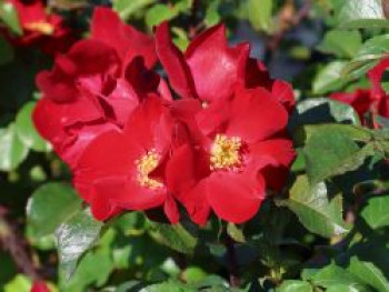 Parkrose 'Robusta' ®, Rosa 'Robusta' ®, Containerware von Rosa 'Robusta' ®