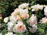 Strauchrose 'Rokoko' ®, Rosa 'Rokoko' ®, Containerware von Rosa 'Rokoko' ®
