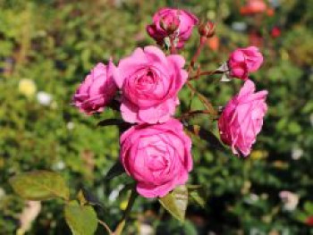 Nostalgie®-Edelrose 'Romina' ®, Rosa 'Romina' ® ADR-Rose, Containerware von Rosa 'Romina' ® ADR-Rose