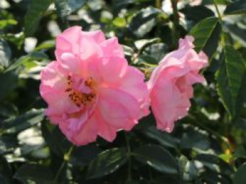 Strauchrose 'Rosario' ®, Rosa 'Rosario' ®, Wurzelware von Rosa 'Rosario' ®