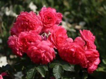 Strauchrose 'Rosarium Uetersen' ®, Rosa 'Rosarium Uetersen' ®, Containerware von Rosa 'Rosarium Uetersen' ®