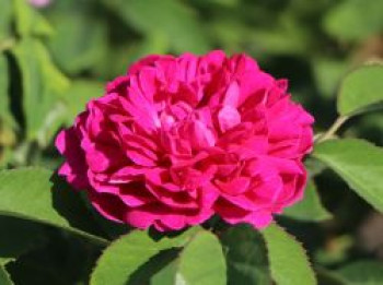 Strauchrose 'Rose de Resht', Stamm 60 cm, Rosa 'Rose de Resht', Stämmchen von Rosa 'Rose de Resht'
