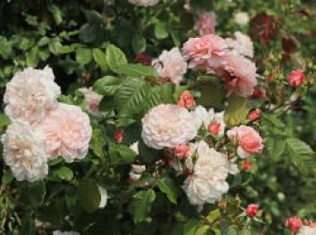 Kletterrose 'Rose de Tolbiac' ®, Rosa 'Rose de Tolbiac' ®, Containerware von Rosa 'Rose de Tolbiac' ®