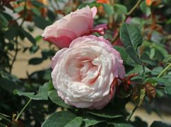 Beetrose 'Rosenfaszination' ®, Rosa 'Rosenfaszination' ® ADR-Rose, Wurzelware von Rosa 'Rosenfaszination' ® ADR-Rose