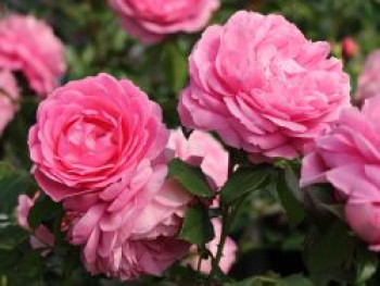 Beetrose 'Rosenfee' ®, Rosa 'Rosenfee' ®, Containerware von Rosa 'Rosenfee' ®