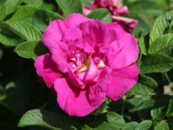Bodendeckerrose 'Rote Apart', Rosa 'Rote Apart', Containerware von Rosa 'Rote Apart'