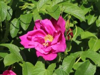 Strauchrose 'Rotes Meer', Rosa rugosa 'Rotes Meer', Containerware von Rosa rugosa 'Rotes Meer'