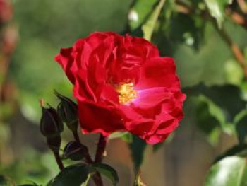 Beetrose 'Rotilia' ®, Rosa 'Rotilia' ® ADR-Rose, Containerware von Rosa 'Rotilia' ® ADR-Rose