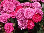 Zwergrose / Bodendecker-Rose 'Roxy' ®, Rosa 'Roxy' ® ADR-Rose, Containerware von Rosa 'Roxy' ® ADR-Rose