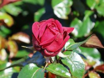 Edelrose 'Ruby Kiss', Rosa 'Ruby Kiss', Containerware Edelrose 'Ruby Kiss', Rosa 'Ruby Kiss', Containerware von Rosa 'Ruby Kiss'