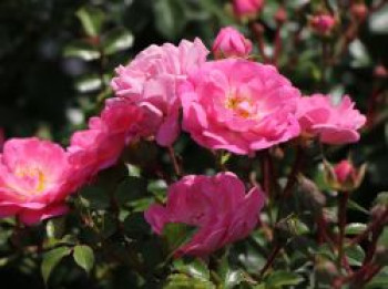 Bodendeckerrose 'Satina' ®, Rosa 'Satina' ® ADR-Rose, Wurzelware von Rosa 'Satina' ® ADR-Rose