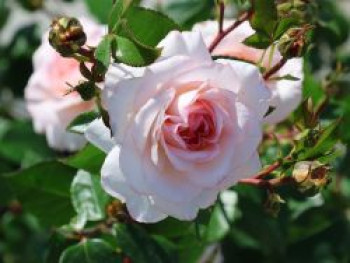 Strauchrose 'Schloss Eutin' ®, Rosa 'Schloss Eutin' ®, Wurzelware von Rosa 'Schloss Eutin' ®