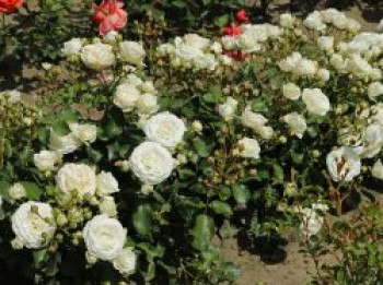 Zwergrose 'Schneeküsschen 2016' ®, Rosa  'Schneeküsschen 2016' ®, Topfware von Rosa  'Schneeküsschen 2016' ®