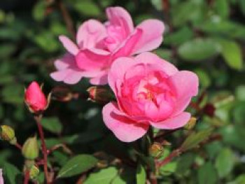 Bodendecker Rose 'Schöne Dortmunderin' ®, Rosa 'Schöne Dortmunderin' ® ADR-Rose, Wurzelware von Rosa 'Schöne Dortmunderin' ® ADR-Rose