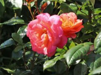 Kletterrose 'Shogun' ®, Rosa 'Shogun' ®, Wurzelware von Rosa 'Shogun' ®
