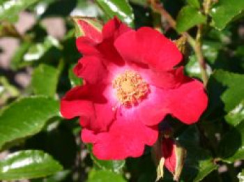 Bodendeckerrose 'Sommerabend' ®, Rosa 'Sommerabend' ®, Containerware von Rosa 'Sommerabend' ®