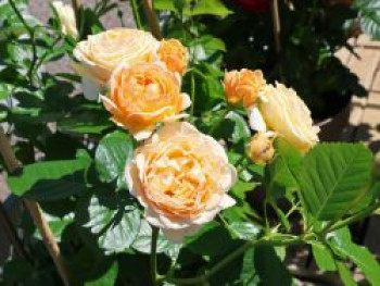 Beetrose 'Spotlight' ®, Rosa 'Spotlight' ®, Wurzelware von Rosa 'Spotlight' ®