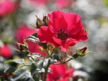 Bodendeckerrose 'Stadt Rom' ®, Rosa 'Stadt Rom' ® ADR-Rose, Wurzelware von Rosa 'Stadt Rom' ® ADR-Rose