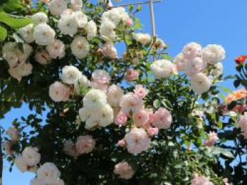 Zwerg-Kletterrose Starlet®-Rose 'Alina' ®, Rosa Starlet®-Rose 'Alina' ®, Containerware von Rosa Starlet®-Rose 'Alina' ®