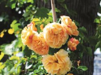 Zwerg-Kletterrose Starlet®-Rose 'Lizzy' ®, Rosa Starlet®-Rose 'Lizzy' ®, Topfware von Rosa Starlet®-Rose 'Lizzy' ®