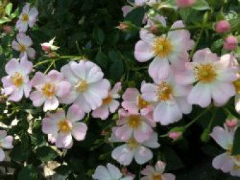 Zwergrose 'Sternenhimmel' ®, Rosa 'Sternenhimmel' ® ADR-Rose, Wurzelware von Rosa 'Sternenhimmel' ® ADR-Rose