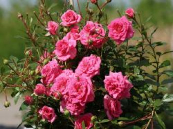 Zwergrose 'Sugar Baby' ®, Rosa 'Sugar Baby' ®, Wurzelware von Rosa 'Sugar Baby' ®