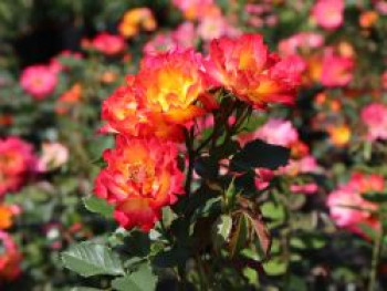 Kleinstrauchrose 'Summer of Love' ®, Rosa 'Summer of Love' ® ADR-Rose, Wurzelware von Rosa 'Summer of Love' ® ADR-Rose
