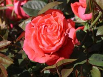 Edelrose 'Super Star' ®, Rosa 'Super Star' ®, Containerware von Rosa 'Super Star' ®