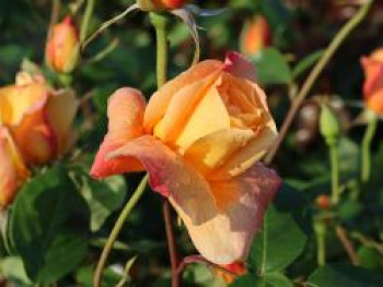 Edelrose 'Sutter's Gold', Rosa 'Sutter's Gold', Containerware von Rosa 'Sutter's Gold'