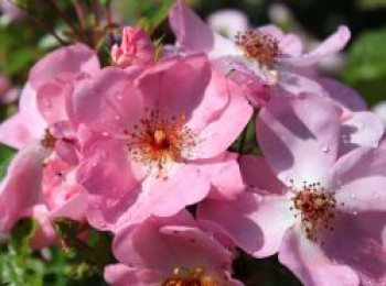 Bodendeckerrose 'Sweet Haze' ®, Rosa 'Sweet Haze' ®, Containerware von Rosa 'Sweet Haze' ®
