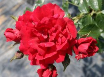 Kletterrose 'Sympathie' ®, Rosa 'Sympathie' ®, Wurzelware von Rosa 'Sympathie' ®