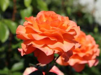 Edelrose 'Tea Time' ®, Rosa 'Tea Time' ®, Containerware von Rosa 'Tea Time' ®