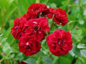 Bodendeckerrose 'The Fairy rot', Rosa 'The Fairy rot', Containerware von Rosa 'The Fairy rot'