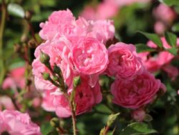 Bodendecker-Rose / Beetrose 'The Fairy', Rosa 'The Fairy', Containerware Bodendecker-Rose / Beetrose 'The Fairy', Rosa 'The Fairy', Containerware von Rosa 'The Fairy'
