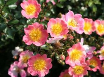 Bodendeckerrose 'Topolina' ®, Rosa 'Topolina' ® ADR-Rose, Topfware von Rosa 'Topolina' ® ADR-Rose