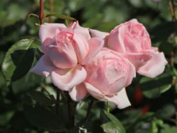 Nostalgie®-Edelrose 'Voyage' ®, Stamm 90 cm, Rosa 'Voyage' ®, Stämmchen von Rosa 'Voyage' ®