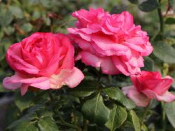 Edelrose 'Walzertraum', Rosa 'Walzertraum', Containerware von Rosa 'Walzertraum'