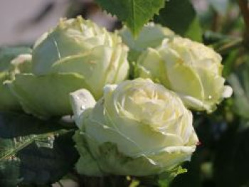 Nostalgie®-Edelrose 'Wedding Piano' ®, Rosa 'Wedding Piano' ®, Containerware von Rosa 'Wedding Piano' ®