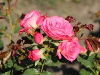 Beetrose 'Xenia' ®, Rosa 'Xenia' ® ADR-Rose, Containerware von Rosa 'Xenia' ® ADR-Rose