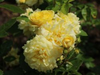 Beetrose 'Yellow Meilove' ®, Rosa 'Yellow Meilove' ® ADR-Rose, Containerware von Rosa 'Yellow Meilove' ® ADR-Rose