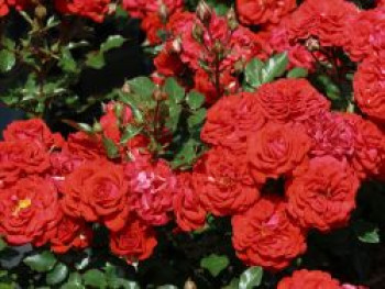 Zwergrose 'Zwergenfee' ®, Rosa 'Zwergenfee' ®, Containerware von Rosa 'Zwergenfee' ®