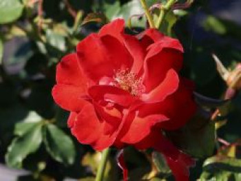 Beetrose 'Chorus ® Meijulita', Rosa x 'Chorus ® Meijulita', Wurzelware von Rosa x 'Chorus ® Meijulita'