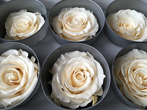 Decoflorales® - Echte, auf Glycerinbasis konservierte Rosenköpfe; Farbe champagner; 6 Stück von Rose4Ever